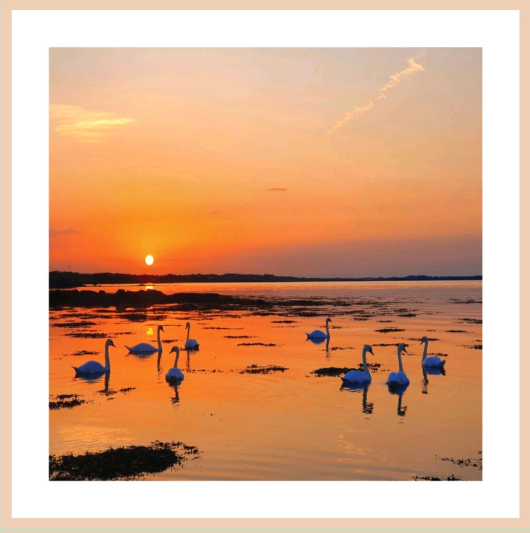 Claddagh Swans at Sunrise