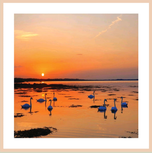 Claddagh Swans at Sunrise